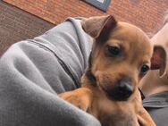 Reinrassige Zwergpinscher Welpen - Tensfeld