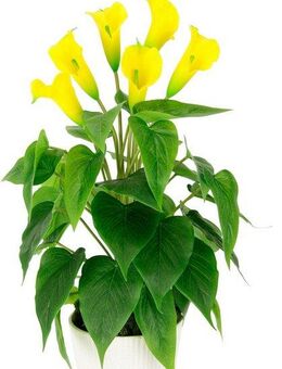 Kunstblume Calla, I.GE.A., Höhe 45 cm, Im Topf aus Keramik Kunstpflanze Künstliche Blumen Seidenblumen