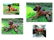 Rhodesian Ridgeback - Mischlingswelpen - Altenberge
