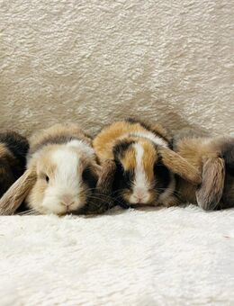 ZWERGWIDDER Zwergkaninchen Minilops Babys - Wolfratshausen