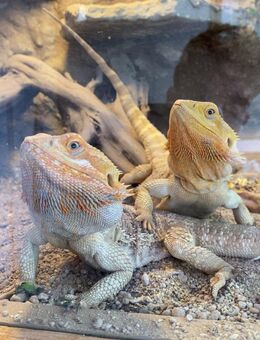 Bartagame zu Verkauf - Hannover