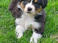 Australian Shepherd Welpen - Reher