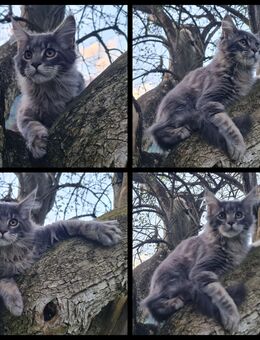 Maine Coon Kitten suchen Herzensplätze - Kiefersfelden