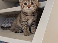 Maine coon Mix kitten, Weibchen - Kyritz