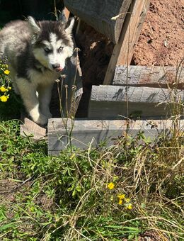 Titan Siberian, Malamutes sucht als letzter sein Traumzuhause - Seßlach