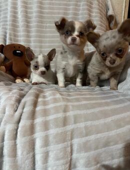 Chihuahua Welpen reinrassig♡ - Hannover