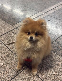 Zwergspitzhündin sucht ein zu Hause - Duisburg Zentrum