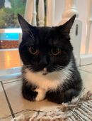 Katzen Mädchen in 22523