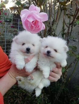 Reinrassige Pomeranian Welpen - Kyritz