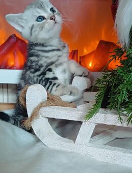 BKH in black& Silver tabby zu vergeben - Plauen Zentrum