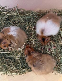Teddyhamster Jungtiere - Remseck (Neckar)