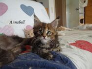 Maine Coon Kitten - Heinsberg