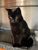 1x British Kurzhaar BKH-Mix, weibl. 8 Monate Kitten in 47475