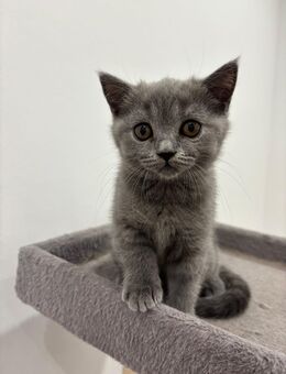 Reinrassig BKH Katze - Bendorf Zentrum