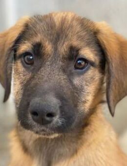 Maverick, geb. ca. 07/2025, GRIECHENLAND - Euskirchen