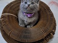 Bkh kitten reinrassige kurzhaar - Osnabrück