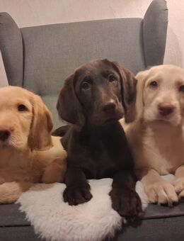 Noch drei Labradoodle-Welpen mit Charakter und Herz suchen ihre neuen Lieblingsmenschen - Rinzenberg