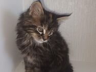 MAINE COON reinrassig - Kassel Mitte/Innenstadt