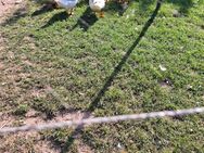 Murladen Enten - Krien