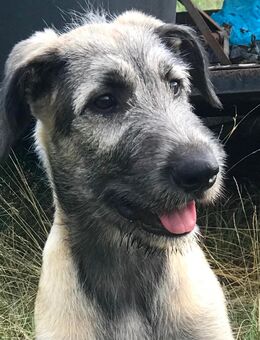 Irish Wolfhound/Irischer Wolfshund ! - Grünheide (Mark)