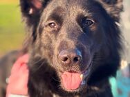 Layla sucht ein für immer Zuhause - Berlin Marzahn-Hellersdorf