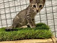 Tisana; kleine Tigerin mit großem Herz - Geilenkirchen