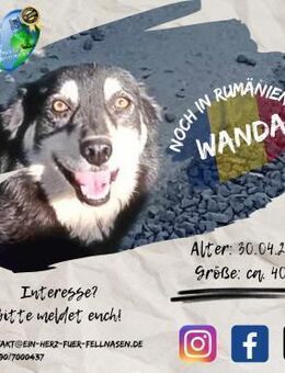 WANDA - Liebe findet immer einen Weg - Waakirchen