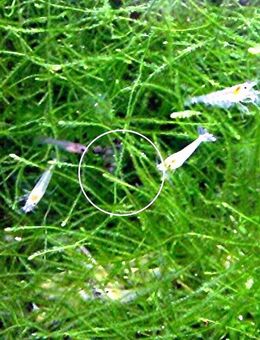 White Pearl, Zwerggarnele, reinerbig, ab 1,70€, Versand/ Abholung - Mechernich