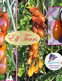 ♥ Tomate Elf Tears rosa süß Birne Sichtschutz Samen Alte Sorte Tulpenstolz Garten,Freiland geeignet,Saatgut,Herbs,Seeds,samenfest, alte Sorte - Hamburg