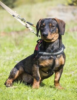 Bütyök Dackelmann auf der Suche - Puchheim