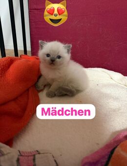 BKH Britisch Kurzhaar British Shorthair Kitten Blue/Point Weibchen/Mädchen - Mengkofen