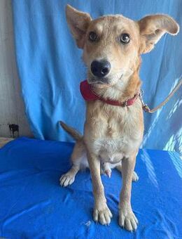 ❤️ lebenslustiger Gute-Laune-Hund MAXIM - Mamming