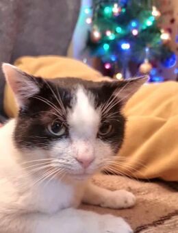 hundeverträglicher Aleks - Augsburg