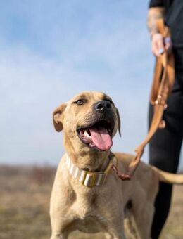Billy, fröhlicher Wirbelwind, ca. 1 Jahr - Vaterstetten