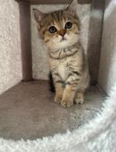 Britisch kurzhaar kitten in 48480