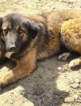 Sanfte Dalma sucht..... - Meuselwitz