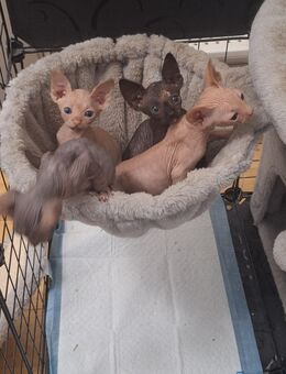 Zuckersüße Kitten suchen Dosenöffner - Berlin