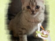 BKH Kitten Kater Britisch Kurzhaar Katze Katzenbaby Reinrassig - Essen