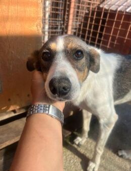 PRINCESS - sanfte, verschmuste Hündin - Kallmünz