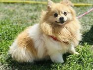 🐾 Aby ein zartes Kleinspitz-Mädchen - Kassel