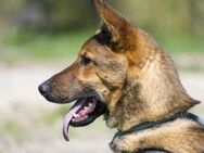 Bella2 SI Aktive Hündin - Neustadt (Rübenberge)