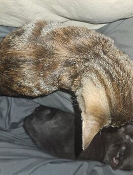 Katzenbabys suchen Zuhause - Wellheim