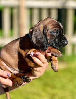Bayerische Gebirgsschweißhund Welpen BGS Welpen mit Papieren - München