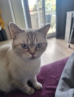2,5 jährige brittisch Kurzhaar bkh katze haustiere - Kemberg