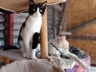 Esme aus dem Tierschutz - Grevenbroich