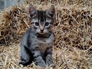 4 Katzenbabys vom Bauernhof abzugeben - Heimbach (Nordrhein-Westfalen)
