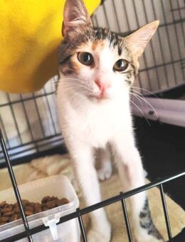 Ralou aus dem Tierschutz - Grevenbroich