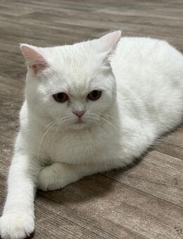 Süße Katze zu Verkaufen - Pinneberg Zentrum