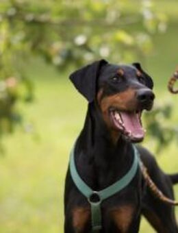 HUGO sucht erfahrene Dobermann-Kenner - Reisbach