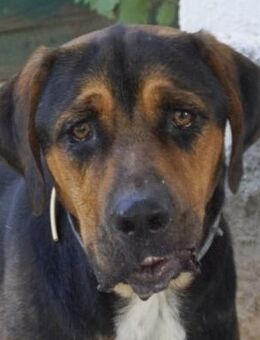 Boris, geb. ca. 06/2019, GRIECHENLAND - Markdorf